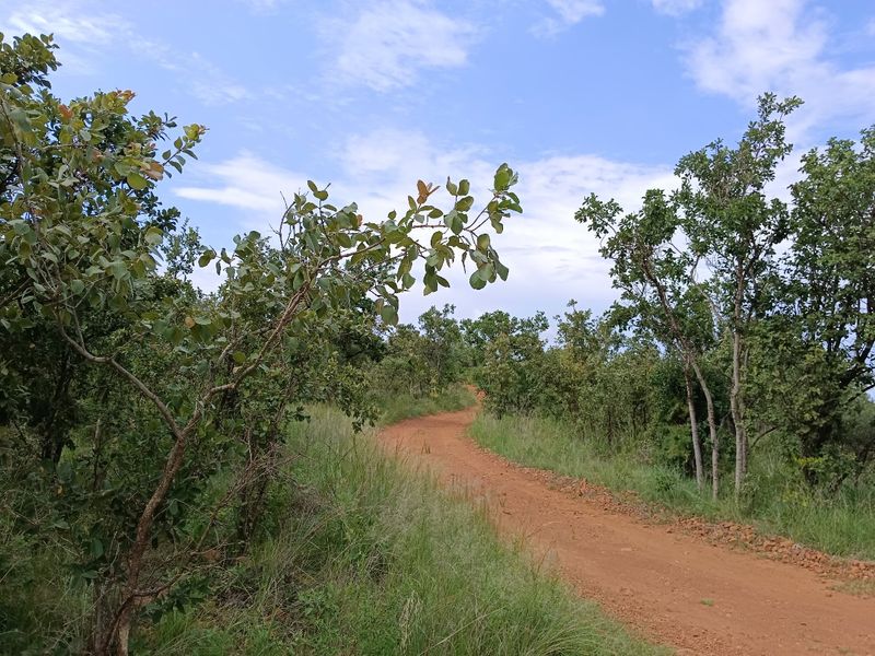 A view of a dirt access road winding through natural bushveld vegetation on the residential vacant land.