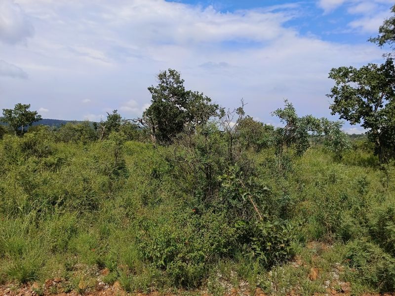 A view of the natural, undeveloped residential land featuring native trees and dense vegetation.