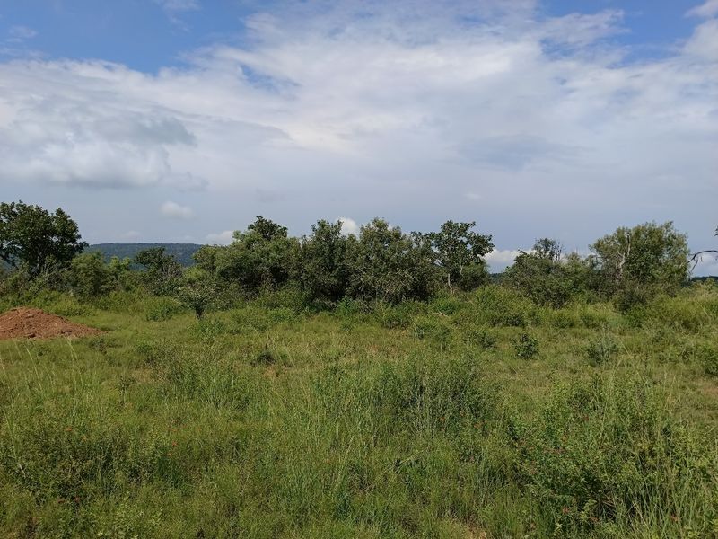 A view of the vacant residential land featuring natural vegetation, native shrubs, and mature trees under a cloudy sky.
