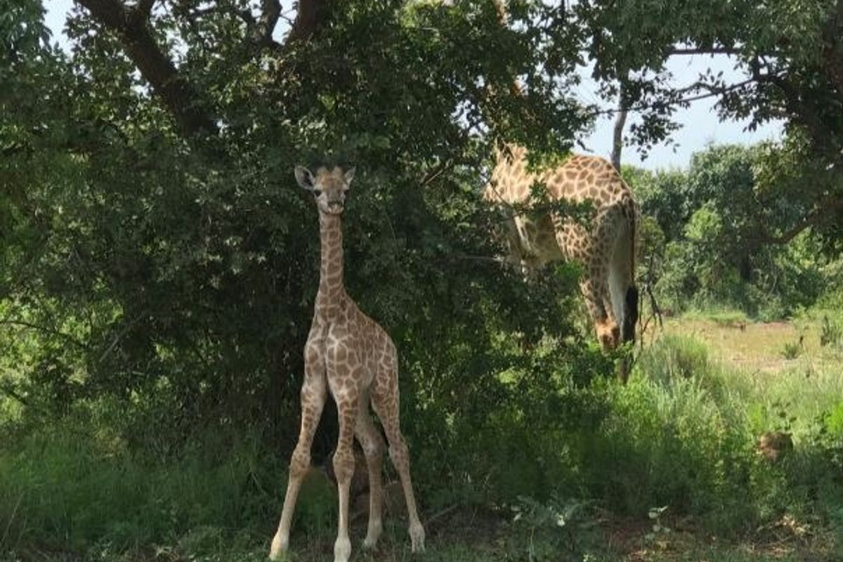 A view of natural vegetation and wildlife on the vacant land parcel.