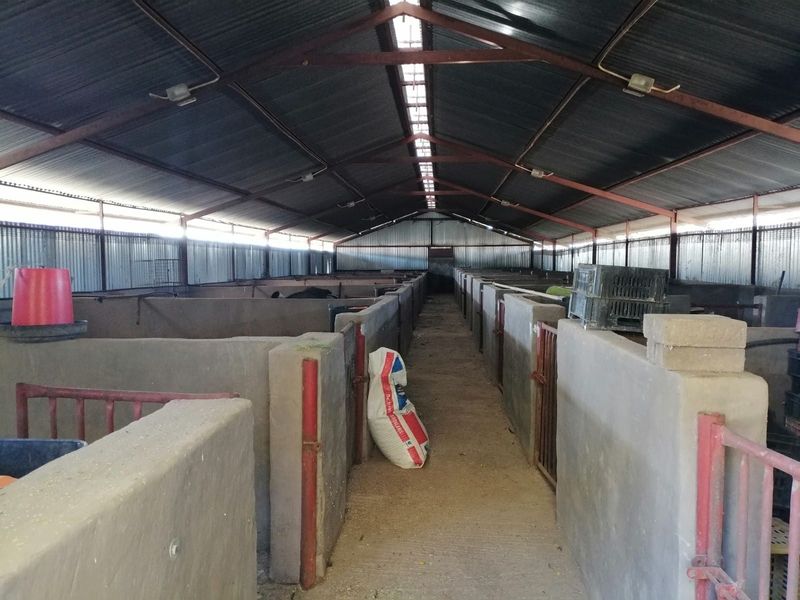A large agricultural utility space featuring concrete animal pens, metal roof trusses, and a corrugated iron roof with a central skylight strip.