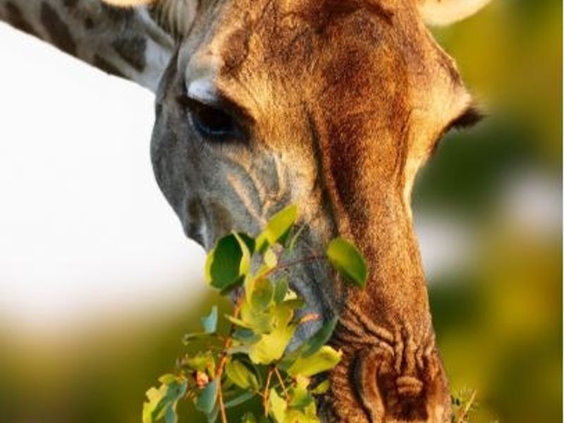 A close-up photograph of a giraffe feeding on foliage, which is not relevant to the residential property audit.