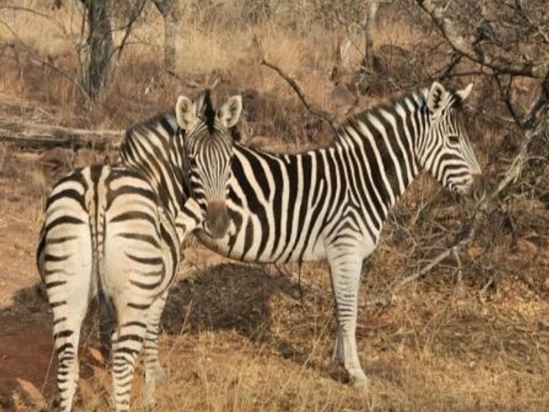 A view of wildlife on the vacant residential land, showcasing the natural landscape and vegetation present on the property.