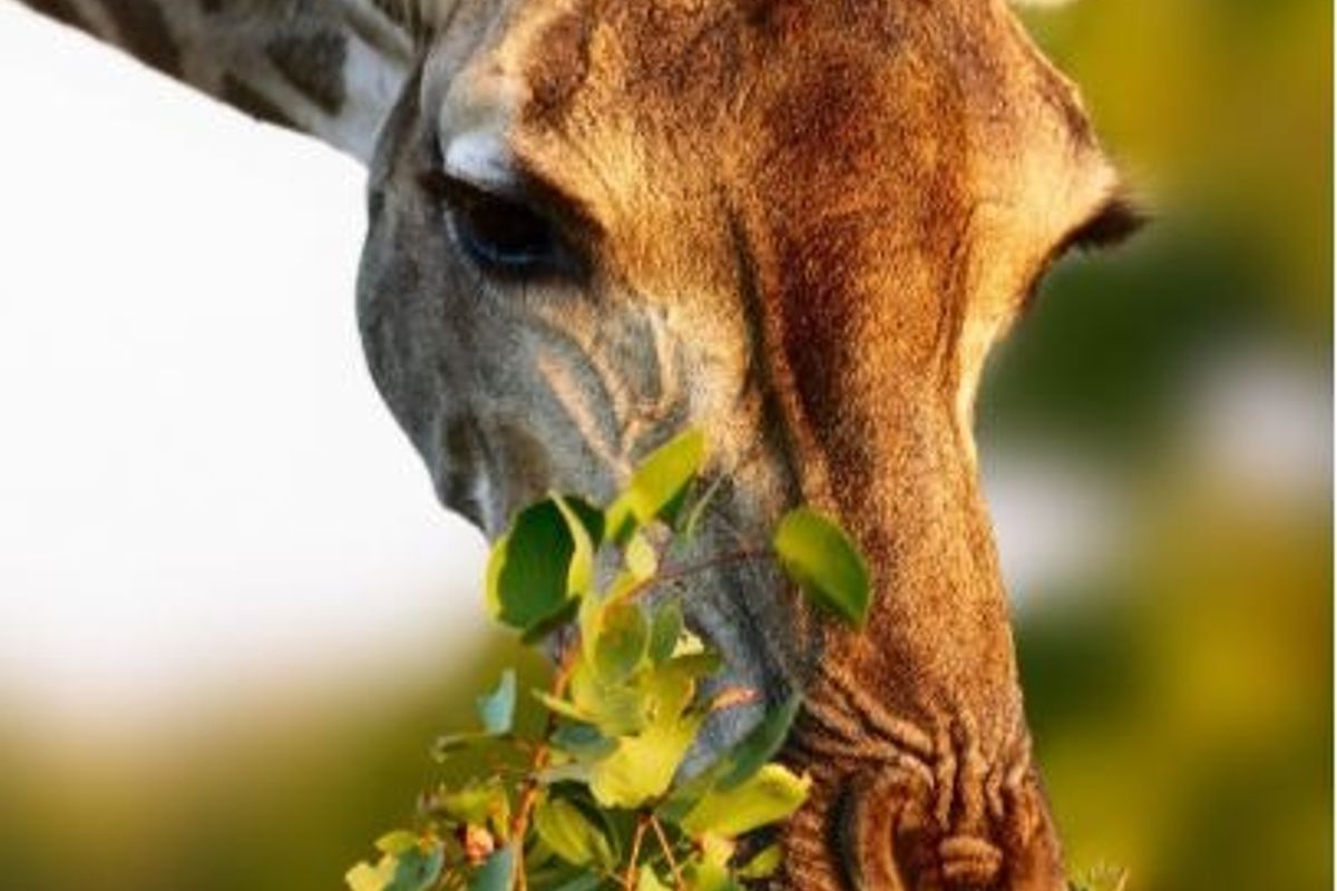 A close-up photograph of a giraffe feeding on foliage, which is not relevant to the residential property audit.