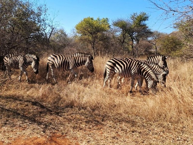 A natural landscape view featuring a group of zebras grazing in a dry, grassy field with scattered trees.