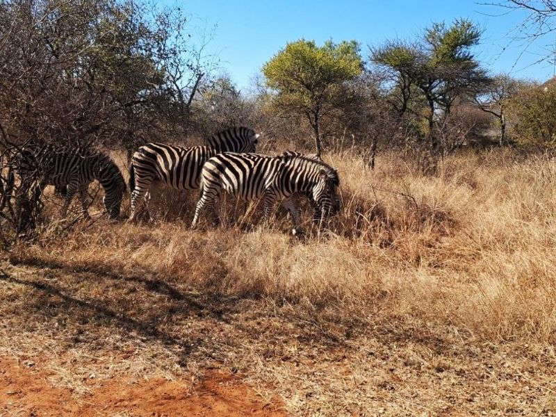 A natural outdoor landscape featuring wild zebras in a dry, grassy bushveld environment.