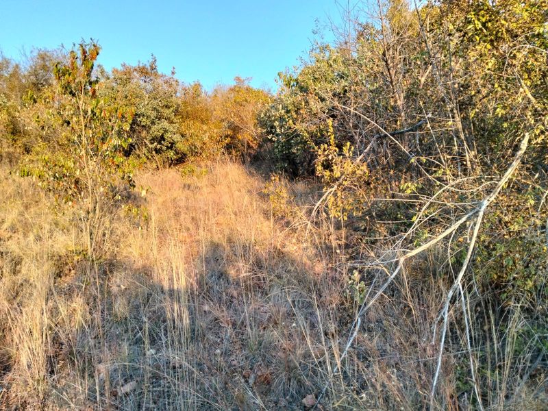 A view of the natural, undeveloped landscape featuring native trees and dry grass on the residential plot.