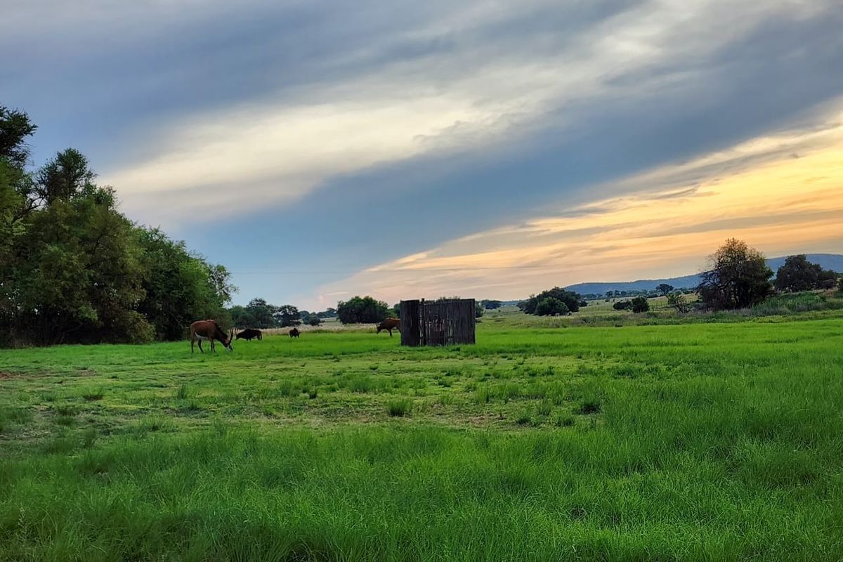 Expansive green pasture featuring mature trees and a small wooden structure, set against a scenic sunset sky.