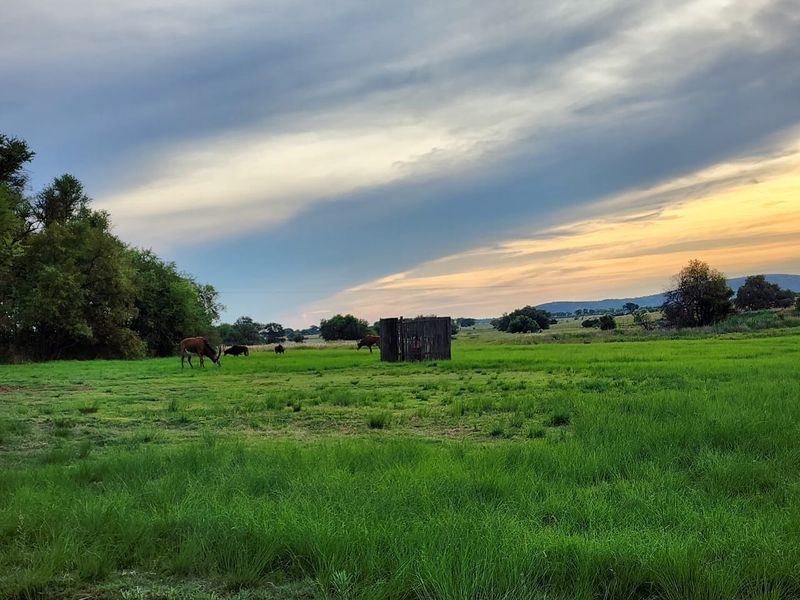 Expansive green pasture featuring mature trees and a small wooden structure, set against a scenic sunset sky.