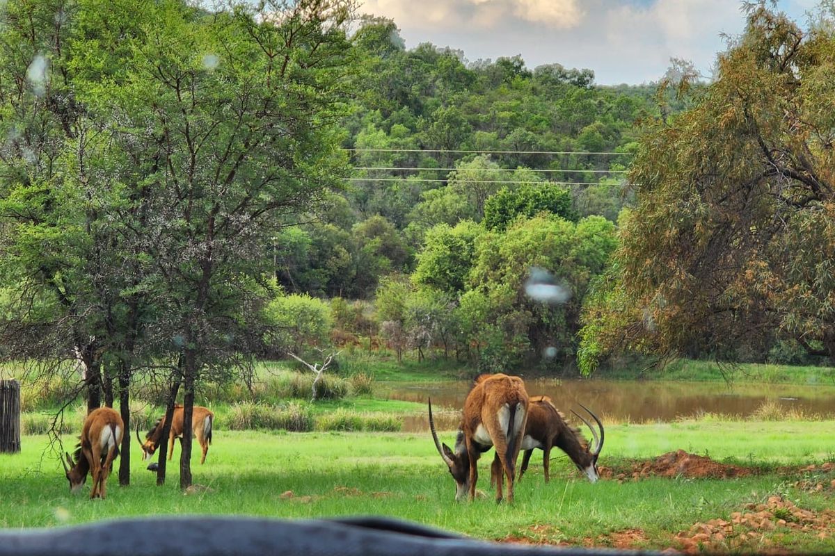 A scenic view of a natural landscape featuring a pond, lush greenery, and mature trees on the residential property.