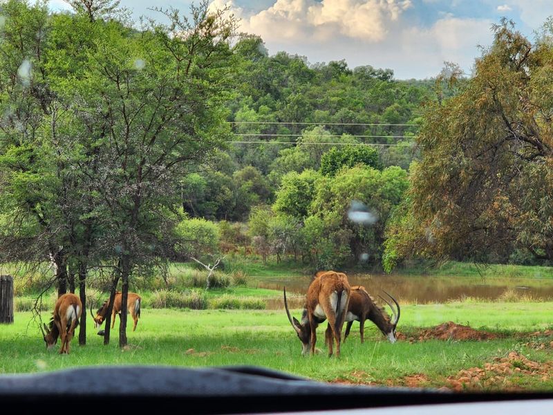 A scenic view of a natural landscape featuring a pond, lush greenery, and mature trees on the residential property.