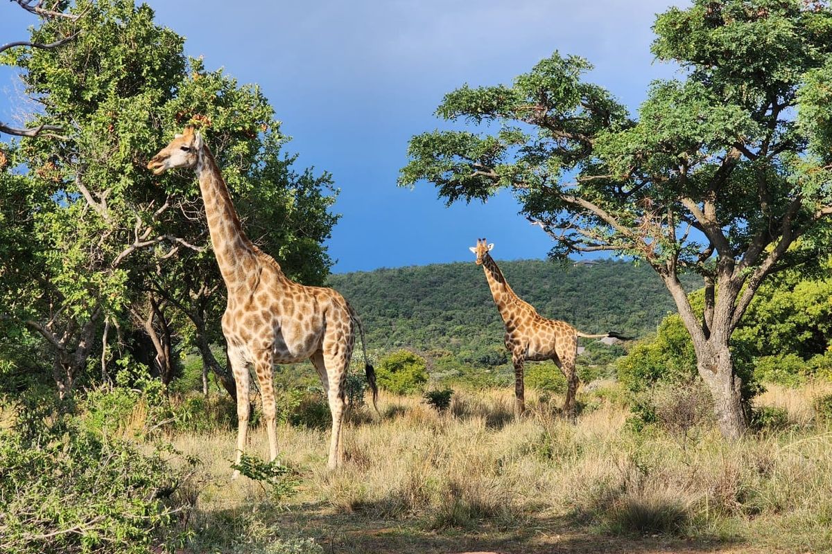 A scenic view of natural bushveld landscape featuring indigenous trees and wildlife, showcasing the natural environment of the vacant land.