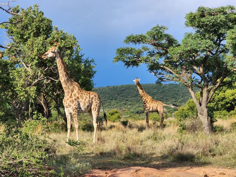 A scenic view of natural bushveld landscape featuring indigenous trees and wildlife, showcasing the natural environment of the vacant land.