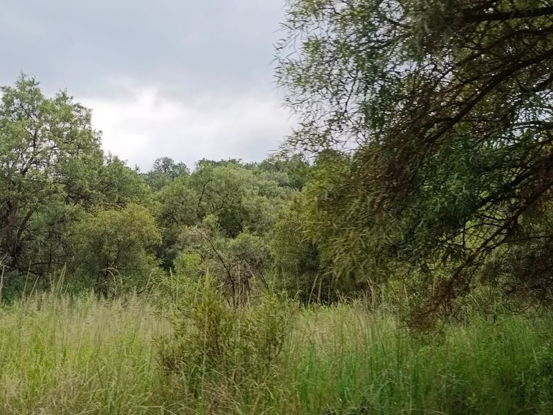 A view of the natural landscape featuring mature trees and dense vegetation on the vacant residential land.