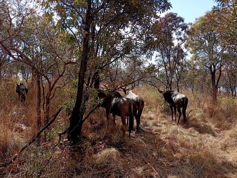 A natural, undeveloped residential land plot featuring mature indigenous trees and local wildlife, offering a serene and rustic bushveld setting.