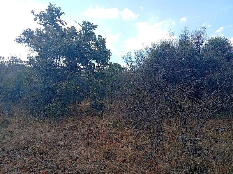 A view of the natural, undeveloped landscape featuring native trees and dry grass on the residential plot.