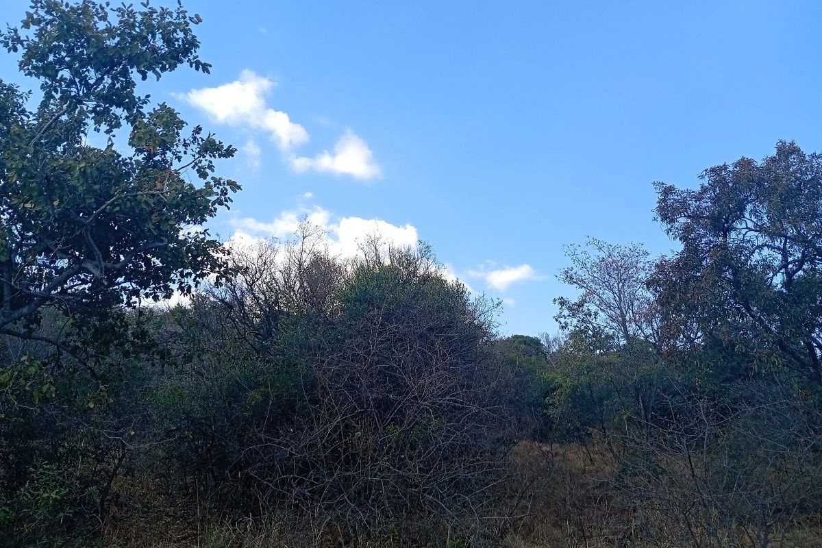 A view of the natural landscape featuring established trees and native vegetation on the vacant residential plot.