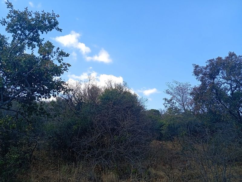 A view of the natural landscape featuring established trees and native vegetation on the vacant residential plot.