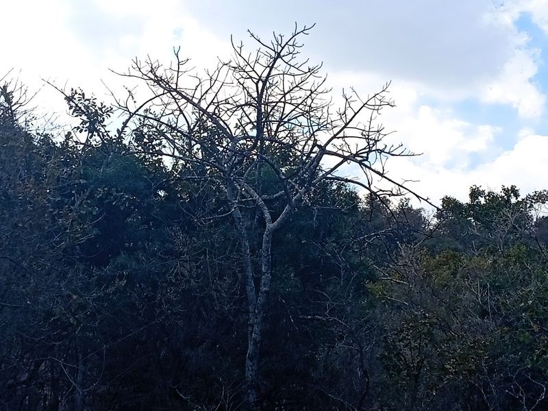 A view of mature trees and natural vegetation on the residential land plot.