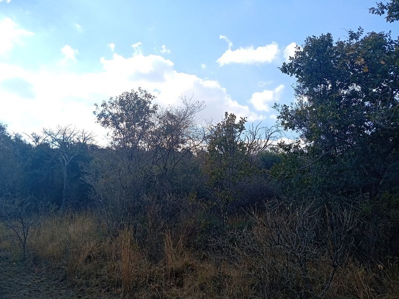 A view of the natural landscape featuring established trees and native vegetation on the residential vacant land.