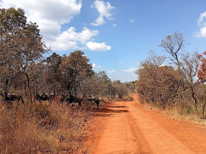 A view of a dirt access road winding through natural bushveld vegetation on a vacant residential property.