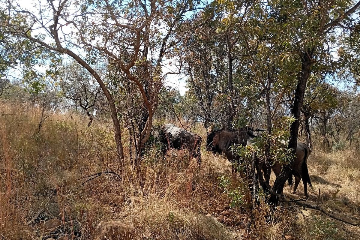 A view of the natural landscape featuring indigenous trees and dry grass on the vacant residential property.