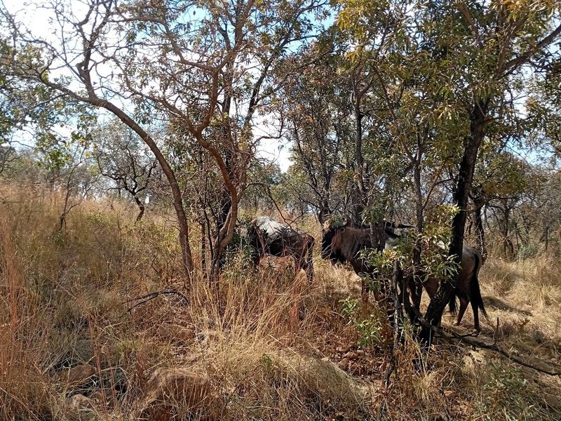 A view of the natural landscape featuring indigenous trees and dry grass on the vacant residential property.