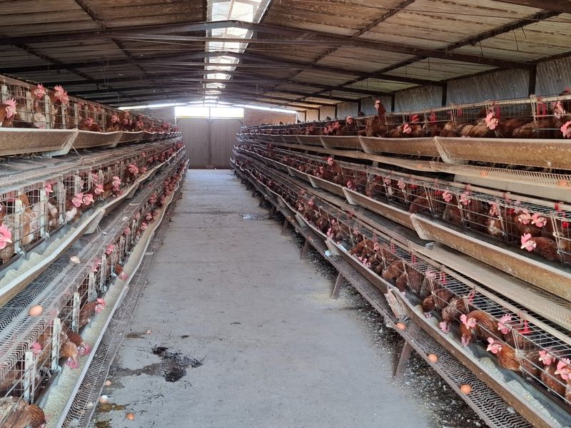 A functional poultry farming facility featuring rows of industrial battery cages with integrated feeding systems under a metal-roofed structure.