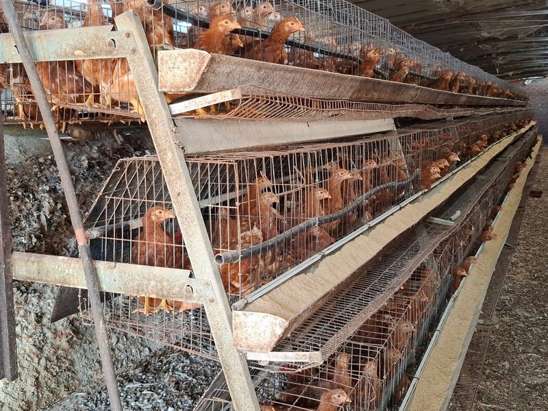 Industrial poultry farming facility featuring multi-tiered metal battery cage systems and integrated feeding infrastructure within a large agricultural shed.