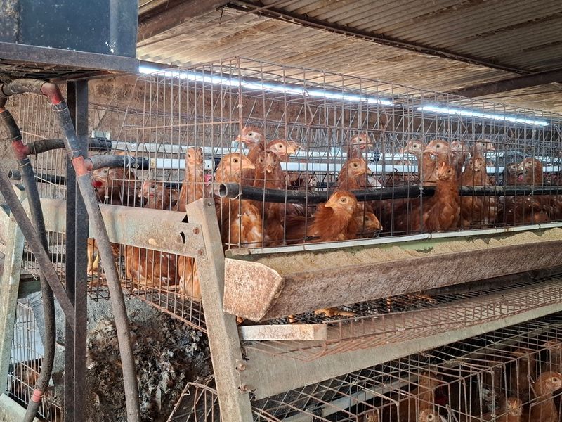 An industrial poultry farming utility space featuring tiered battery cages, automated feeding infrastructure, exposed brick walls, and a corrugated metal roof structure.