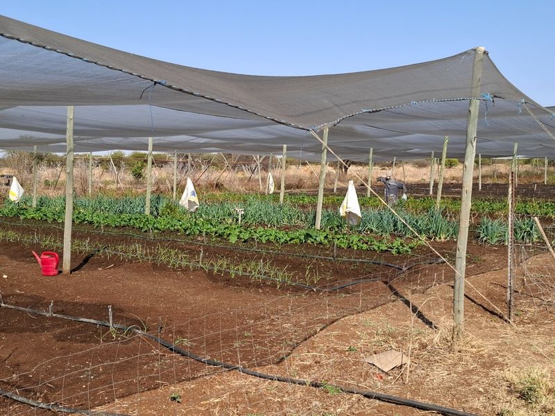 A cultivated farm garden area featuring rows of crops protected by extensive overhead shade netting and supported by a functional irrigation system.