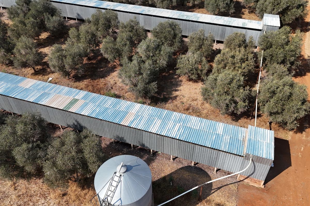 Aerial view of a farm property featuring extensive olive orchards, long agricultural storage structures with metal roofing, and a large grain silo.