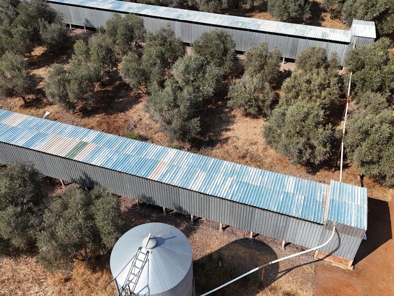 Aerial view of a farm property featuring extensive olive orchards, long agricultural storage structures with metal roofing, and a large grain silo.