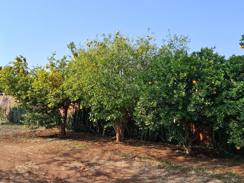 A well-maintained citrus orchard on the farm property, featuring a large metal grain silo and established fruit-bearing trees.