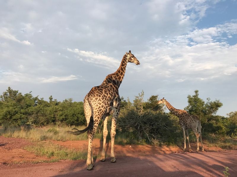 A view of natural landscape featuring giraffes on a dirt road, typical of undeveloped residential land in a wildlife estate setting.
