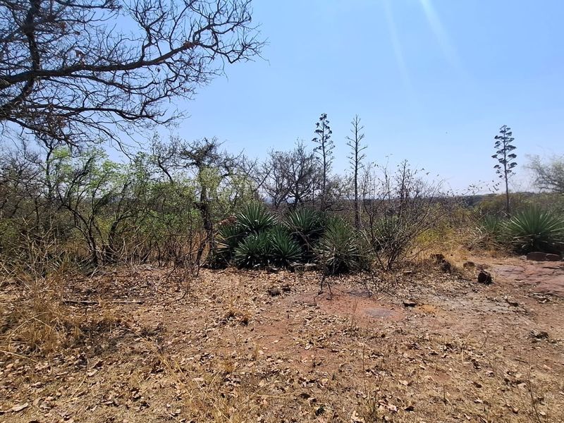 A view of the natural, undeveloped residential land featuring native trees, shrubs, and rocky ground cover.