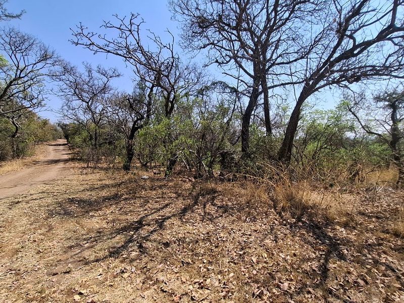 A view of a vacant residential plot featuring a dirt access road and natural indigenous bushveld vegetation.