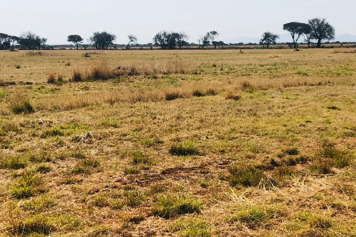 A wide-angle view of open, undeveloped residential land featuring natural grassland and scattered mature trees on the horizon.