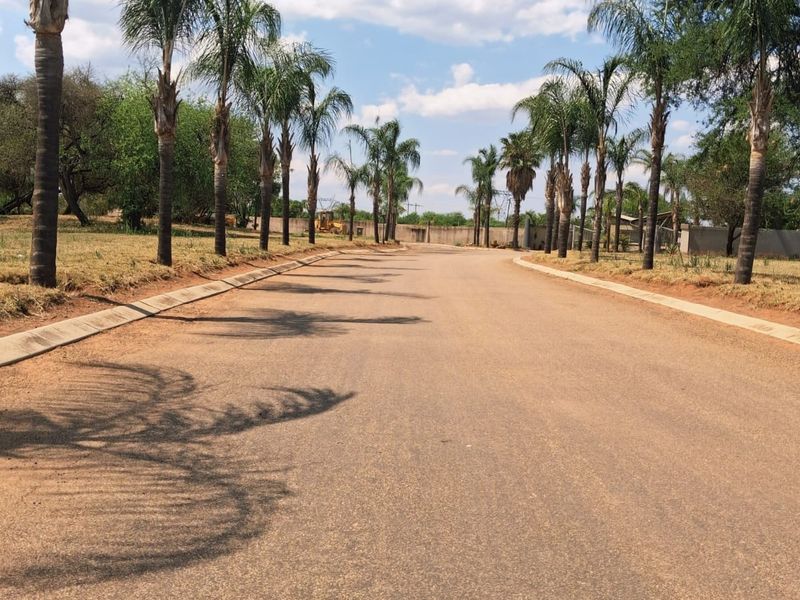A paved residential street lined with mature palm trees and concrete curbing, providing access to the property.