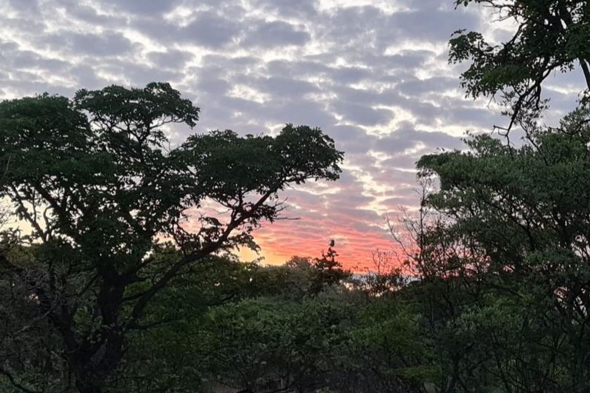 A scenic view of the natural landscape and native trees at sunset, showcasing the tranquil environment of the vacant residential land.