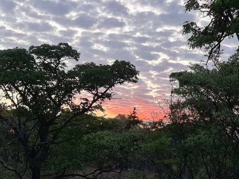 A scenic view of the natural landscape and native trees at sunset, showcasing the tranquil environment of the vacant residential land.