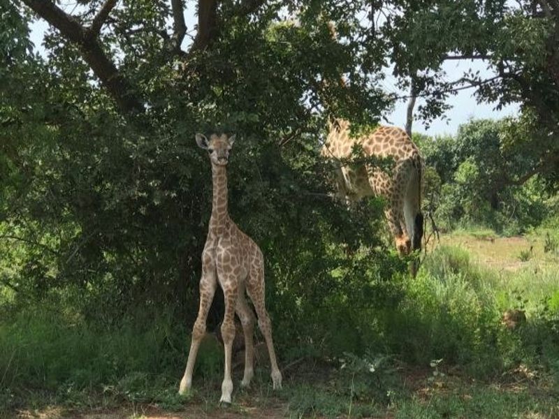 A view of natural vegetation and wildlife on the vacant land parcel.