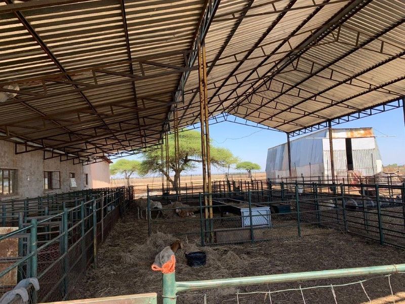 A large, open-sided farm utility structure featuring a corrugated metal roof and extensive metal livestock penning infrastructure.