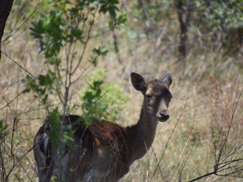 A photograph of wildlife in a natural farm setting, showcasing the local fauna present on the property.
