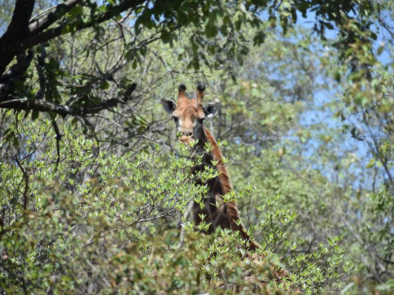 A view of wildlife within the natural landscape of the farm property.