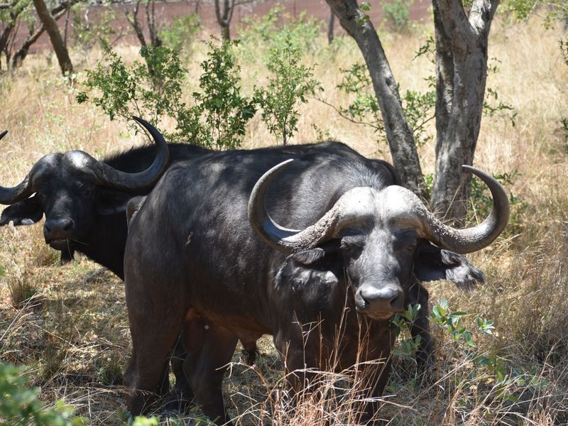 A view of African buffalo in the natural landscape of the farm property.