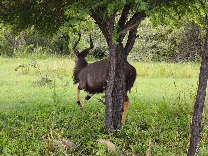 A view of natural vegetation and wildlife on the vacant residential land.