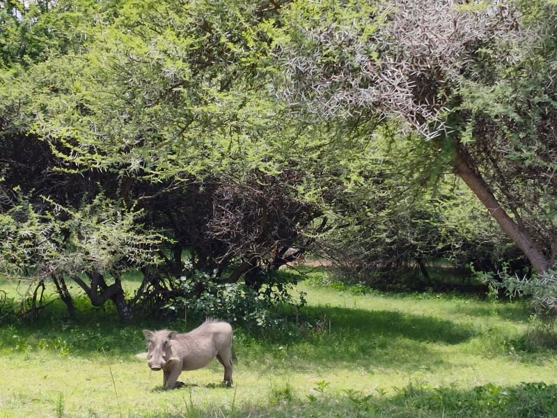 A view of the natural landscape featuring mature trees and native vegetation on the vacant residential land.