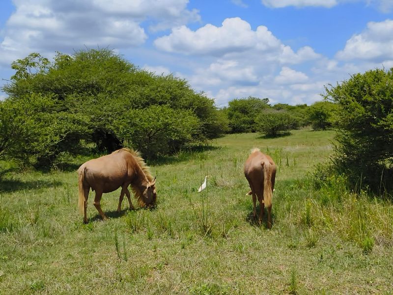 A view of the vacant residential land featuring natural grassland and indigenous vegetation.