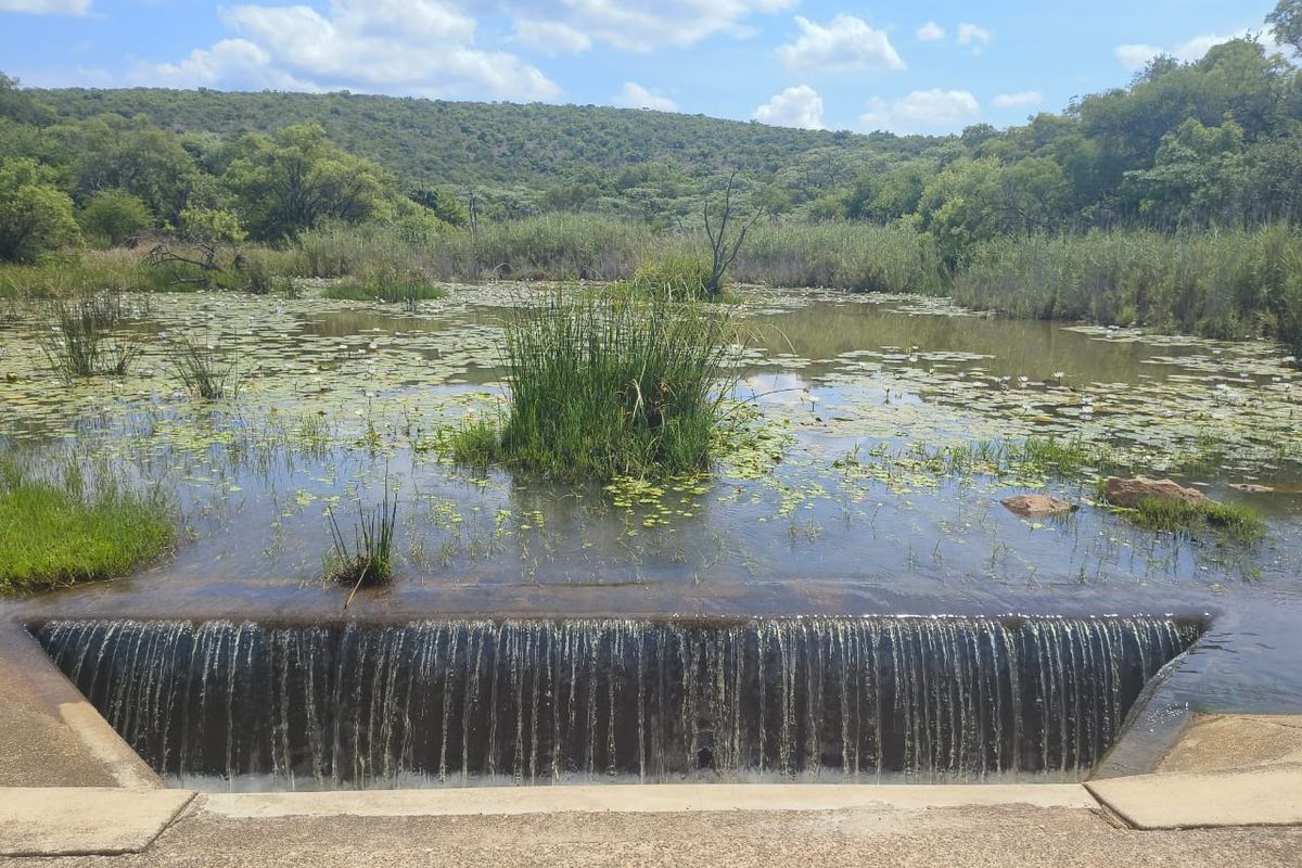 A scenic view of a natural pond featuring a concrete spillway and lush surrounding wetland vegetation.